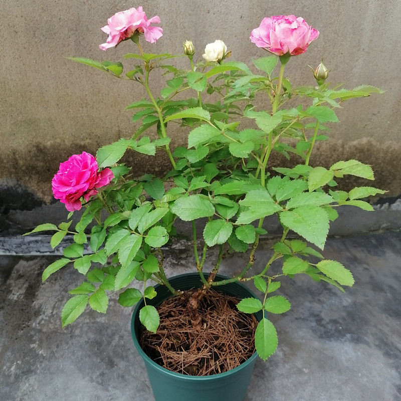 月季叶片耷拉发蔫怎么办,月季叶子卷曲萎蔫怎么恢复