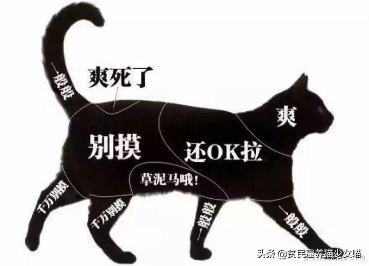 强撸的猫不甜，这些撸猫手法让猫咪乖乖投降，收藏备查