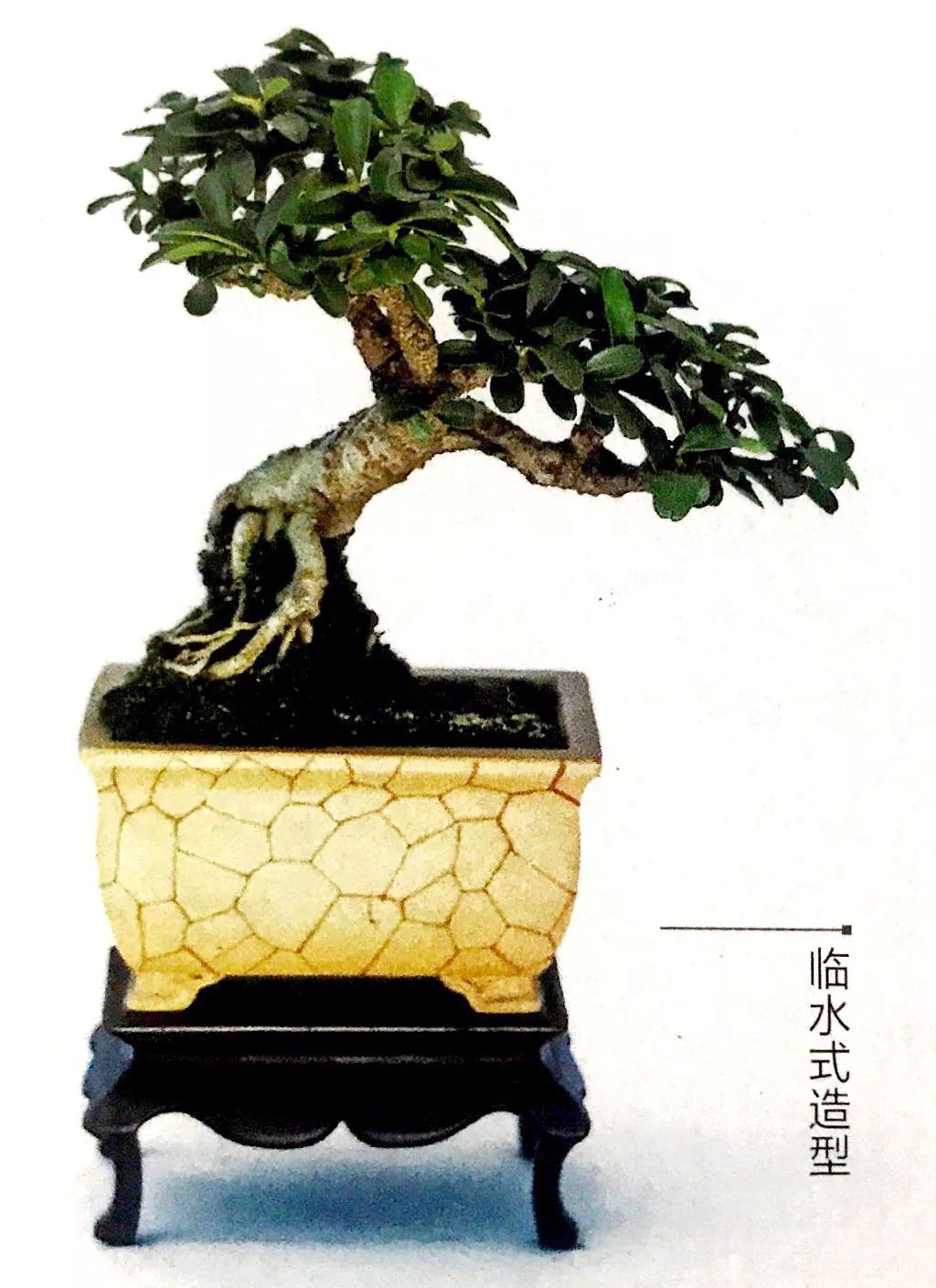 100种盆景造型欣赏,园林盆景微型盆景