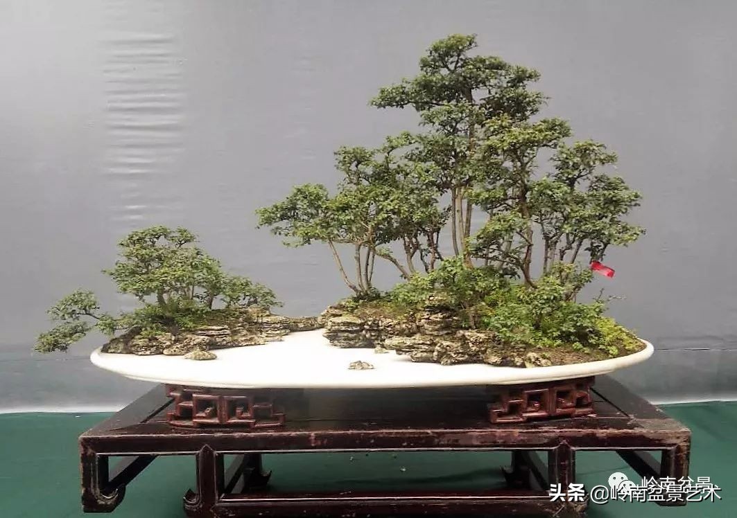 室内十大盆景名贵树种排名,十大盆景名贵树种排名火棘