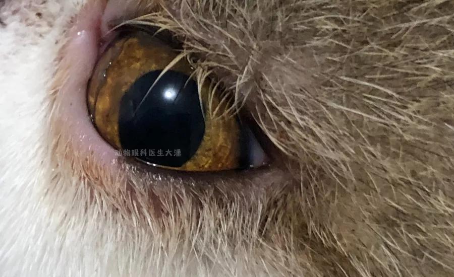 猫眼角膜溃疡怎么治疗,猫眼睛溃疡最佳治疗方法