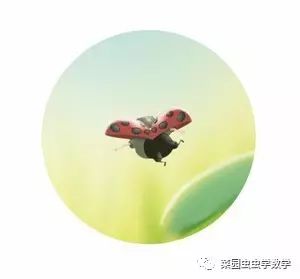 菜园虫虫学数学：伪装者（时间与行程）
