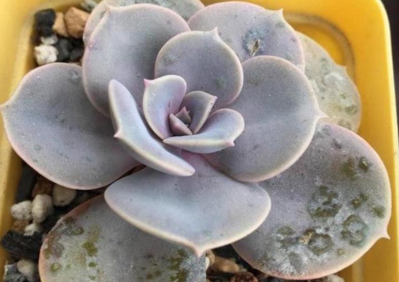 多肉白腐病怎么处理,多肉的白粉病怎么治疗