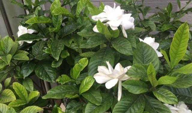 栀子花黄叶的处理方法讲解,栀子花黄叶快速解决办法