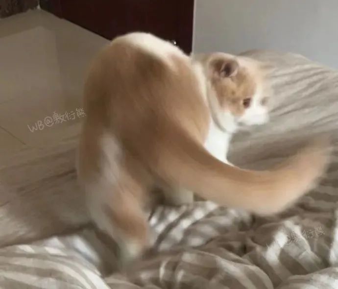 猫是只好猫，但被网友这么一弄…哈哈哈哈哈没脸见人了