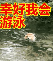 成都现在开放了的游泳池,成都游泳池哪些地方开放了