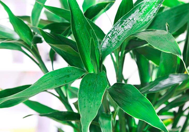 富贵竹怎么养才不黄叶能更旺盛,富贵竹怎么养才能更旺盛小技巧