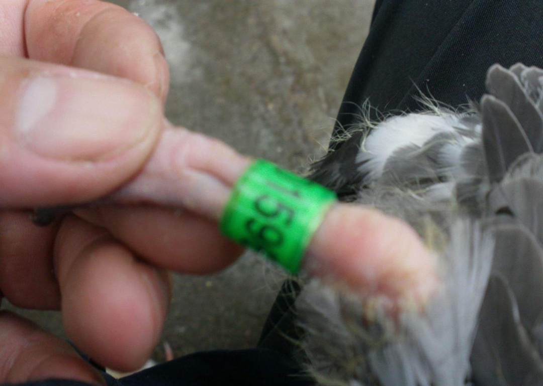 赛鸽套环的正确方法,成败往往在细节