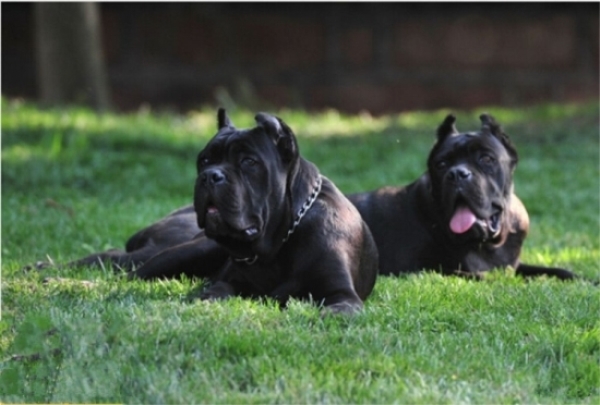 中国什么品种的卡斯罗好,狗卡斯罗品种大全及图片