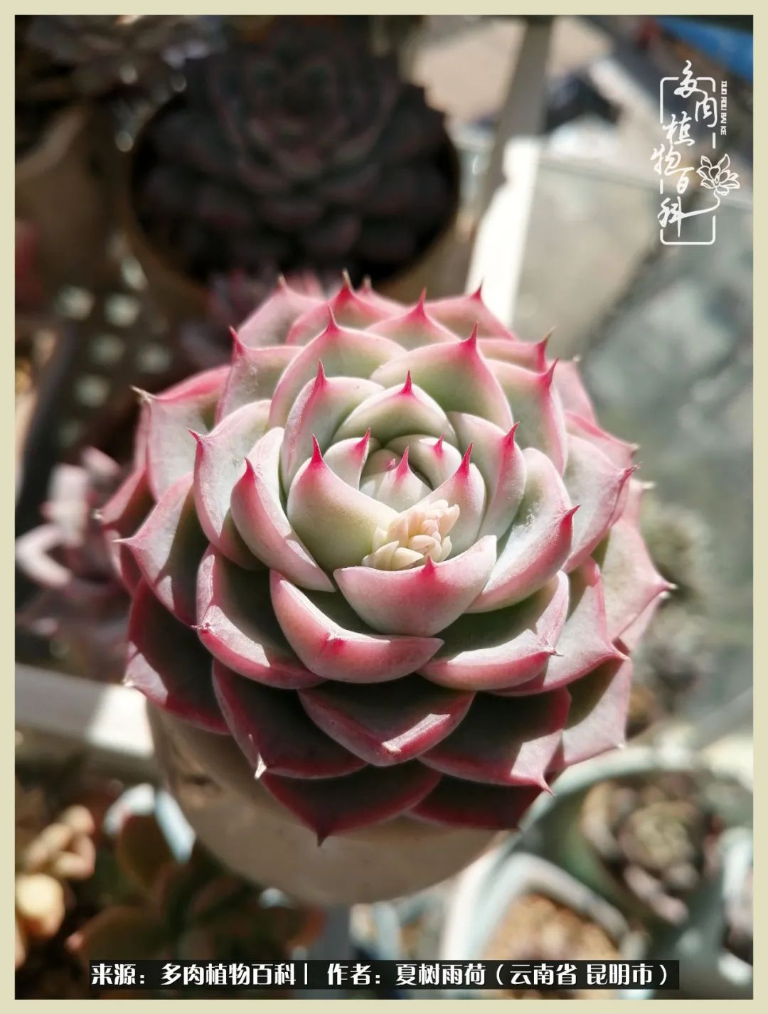 自从养了多肉有了窗台想要个阳台,养多肉10年多