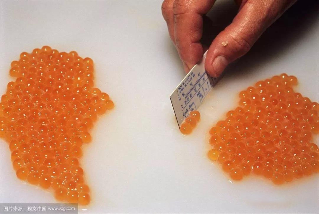 科普中国三文鱼,智利三文鱼