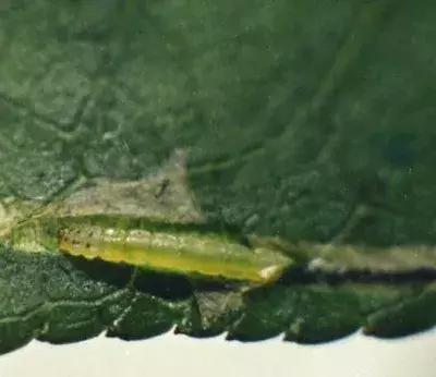 桃树病虫害防治与用药,桃树病虫害防治全年用药