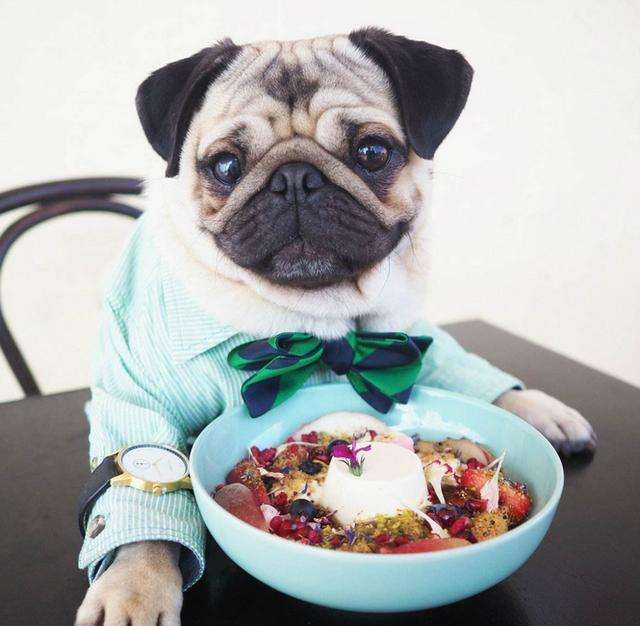 巴哥犬不适合吃什么食物呢,巴哥犬除了能吃狗粮还能吃什么