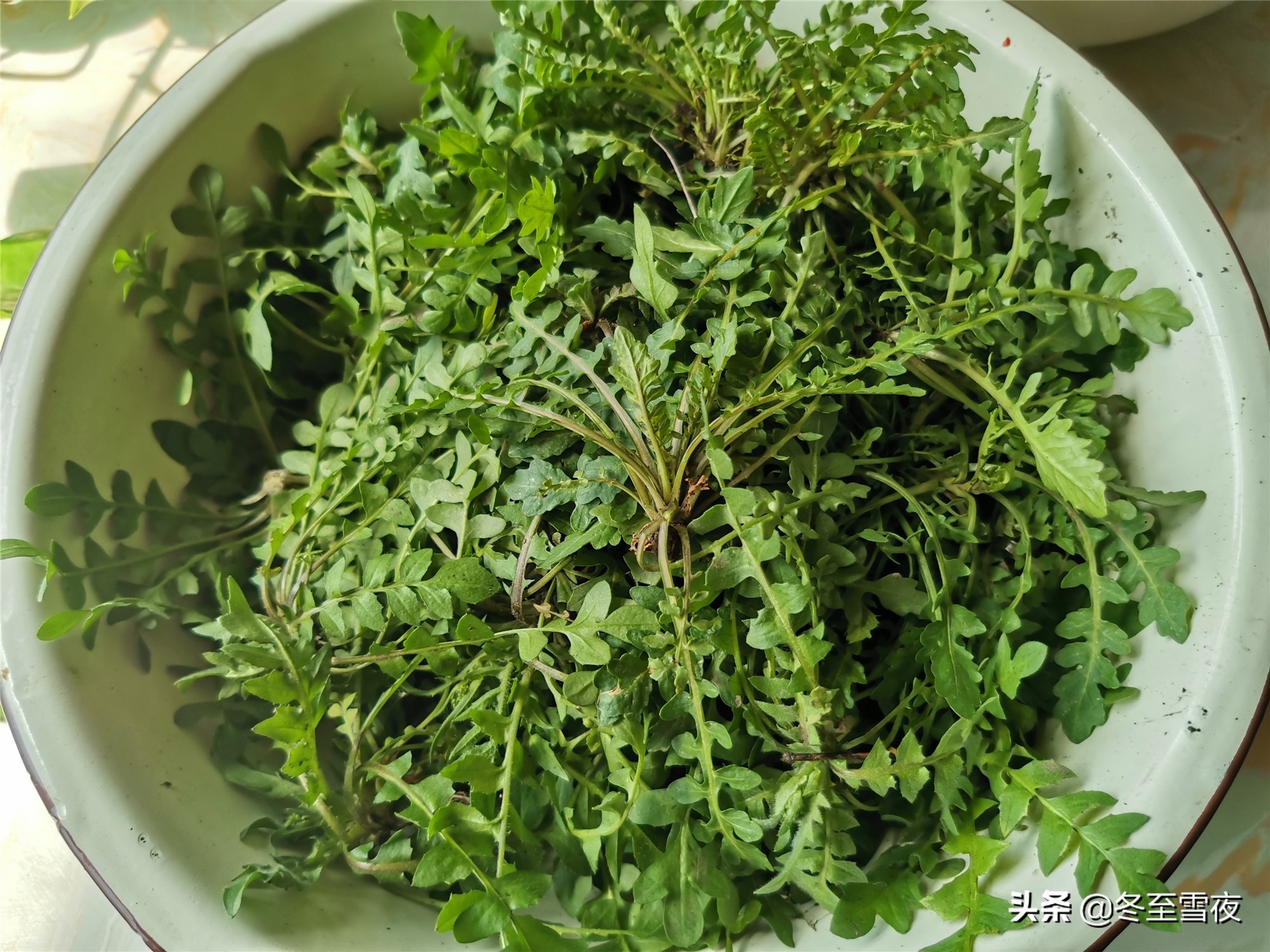 荠菜和蒿子怎么分辨,荠菜和芥菜怎么区分