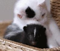 猫咪一定要挤肛吗,猫咪要不要定时挤肛腺