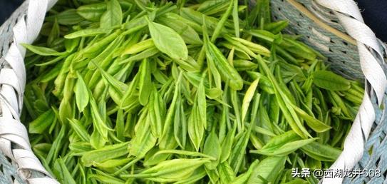 西湖龙井茶文化讲解,西湖龙井茶文化官网