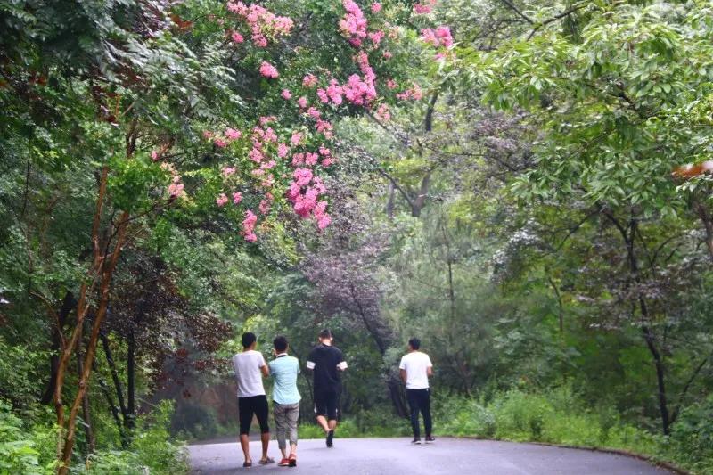 抱犊崮风景区高考门票免费,抱犊崮门票半价政策