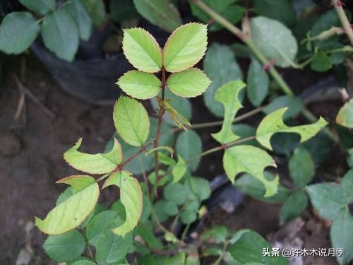 月季病害高清图,12种月季常见病害图解