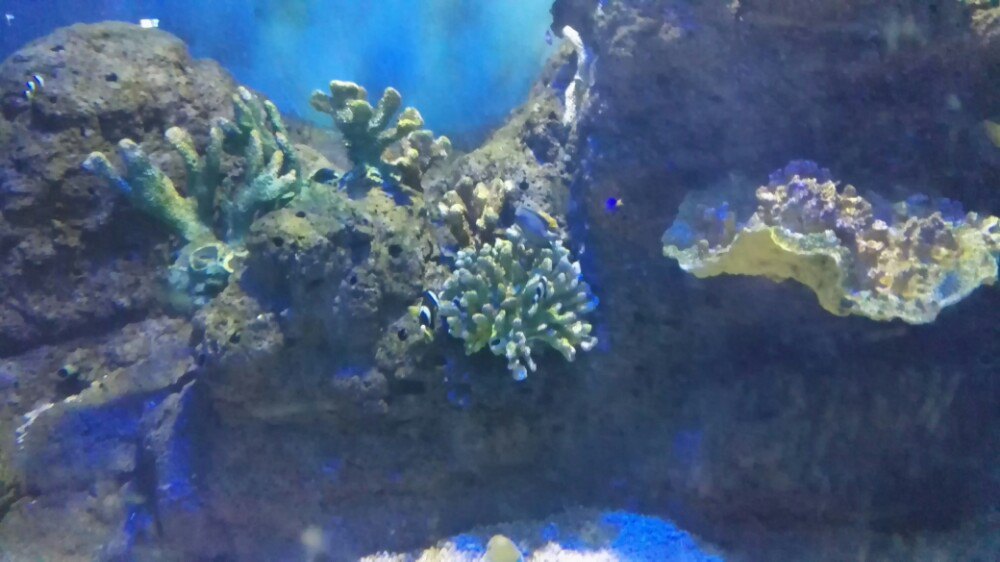 海洋馆的美丽与震撼,亚洲最大室内单体海洋馆