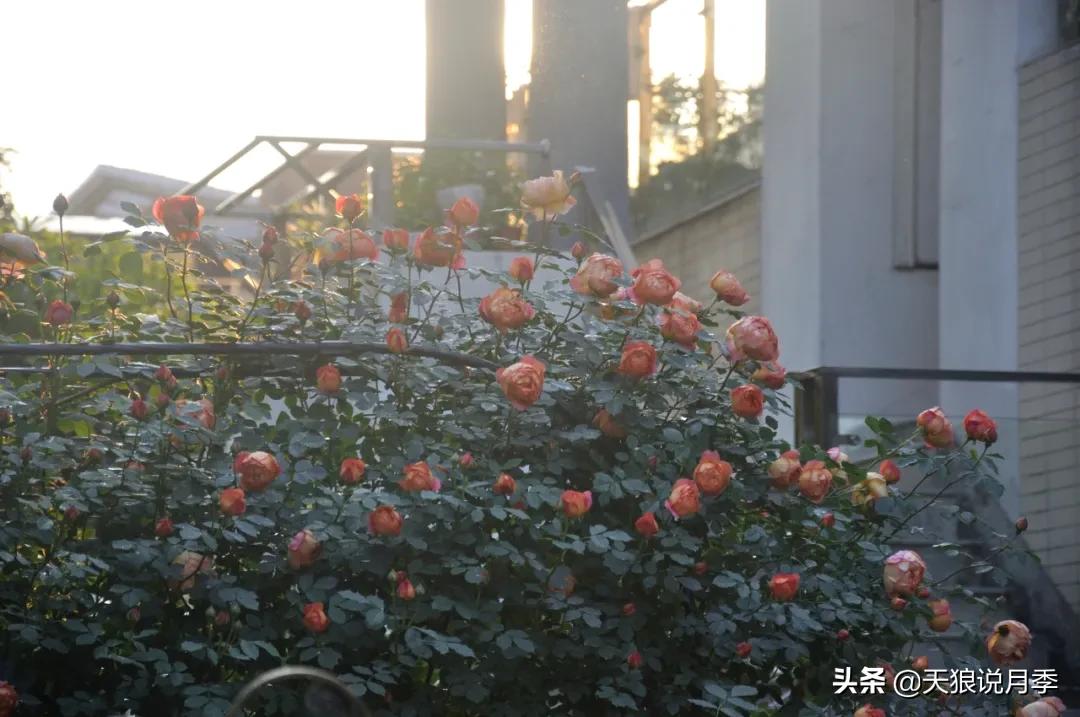 花友家的春花都开爆爆爆了，快来云赏花！（上）