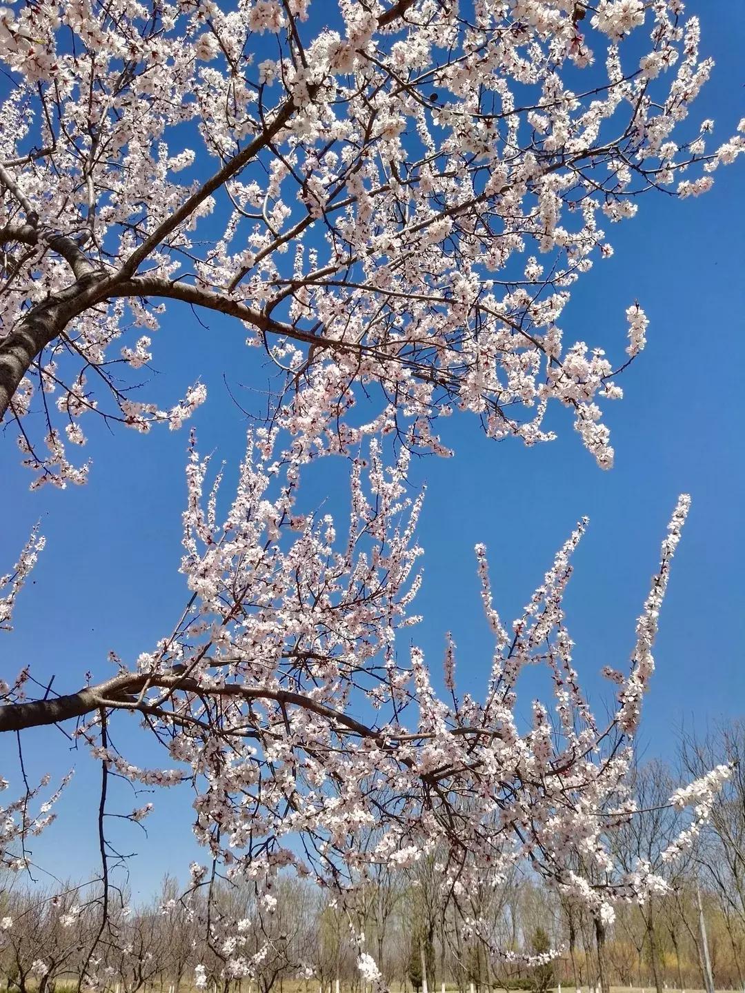 清明去哪儿玩|盘点那些值得打卡的北京周边小众景点！