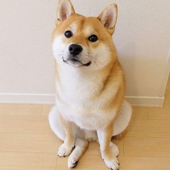 黑白花四眼宠物狗是什么品种,宠物狗智商排名前十名的品种