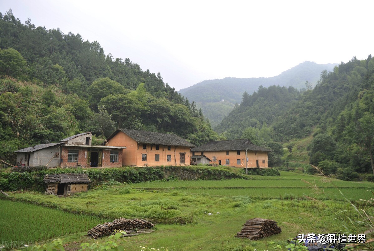 现在在农村创业养殖什么好见效,回家创业搞什么养殖最好又赚钱