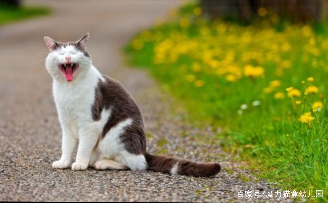 被猫咪抓伤出血怎么处理,脸被猫咪抓伤怎么处理才不会留疤