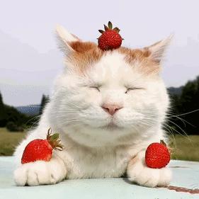 猫属于肉食动物一般不吃什么,猫咪是肉食动物为什么也吃饼干