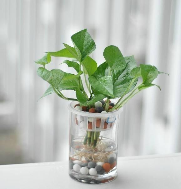 绿萝一年四季都常绿的原因,绿萝四季常绿是什么意思