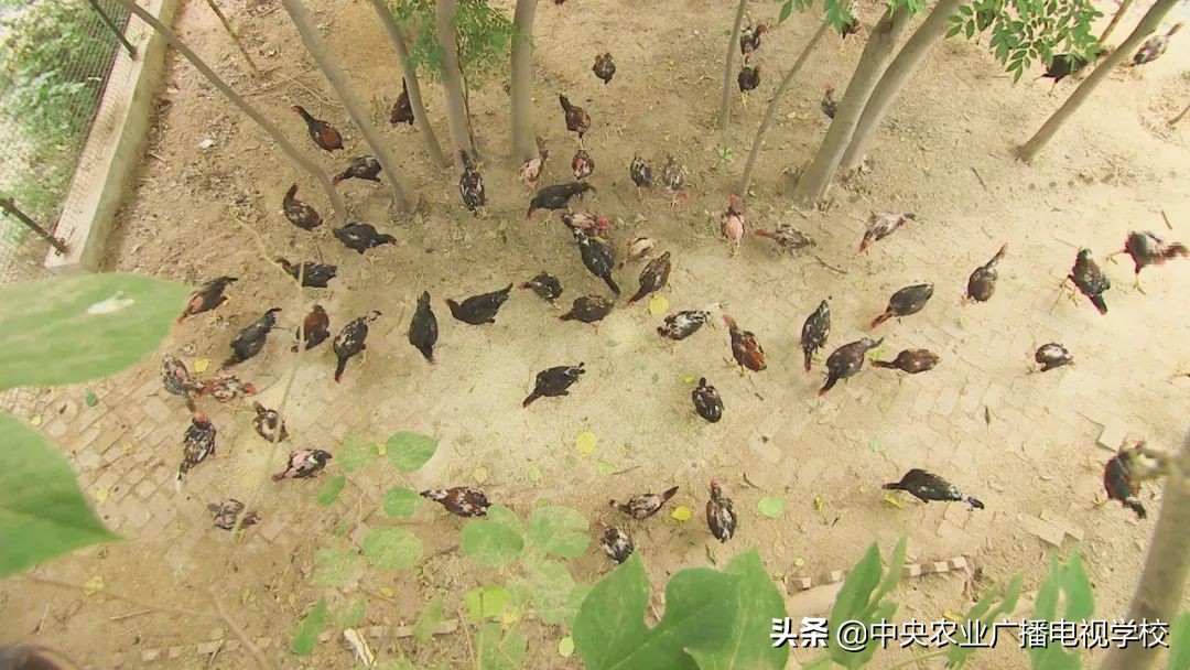 田间示范秀养鸡视频,田间示范秀节目