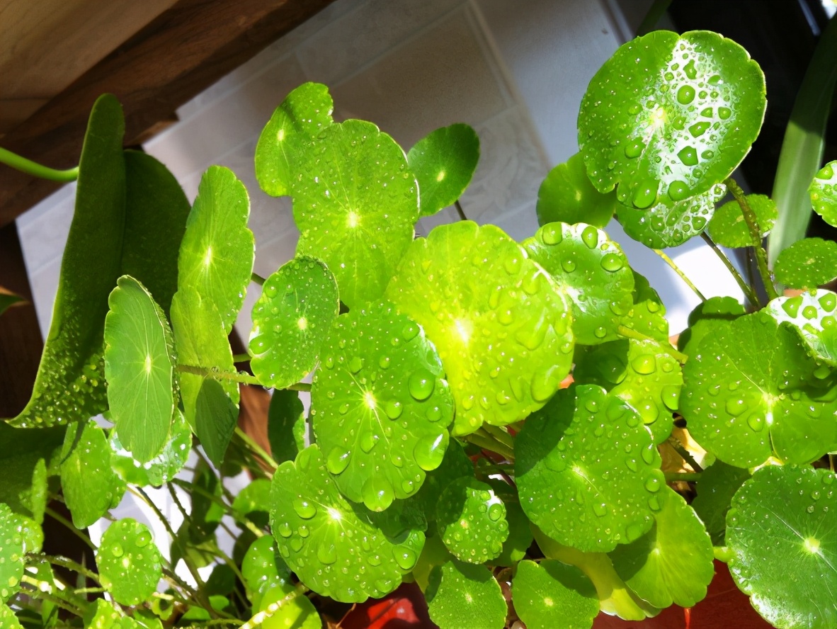 盆栽花卉缺铁叶片出现什么症状,植物缺铁的症状出现在什么地方