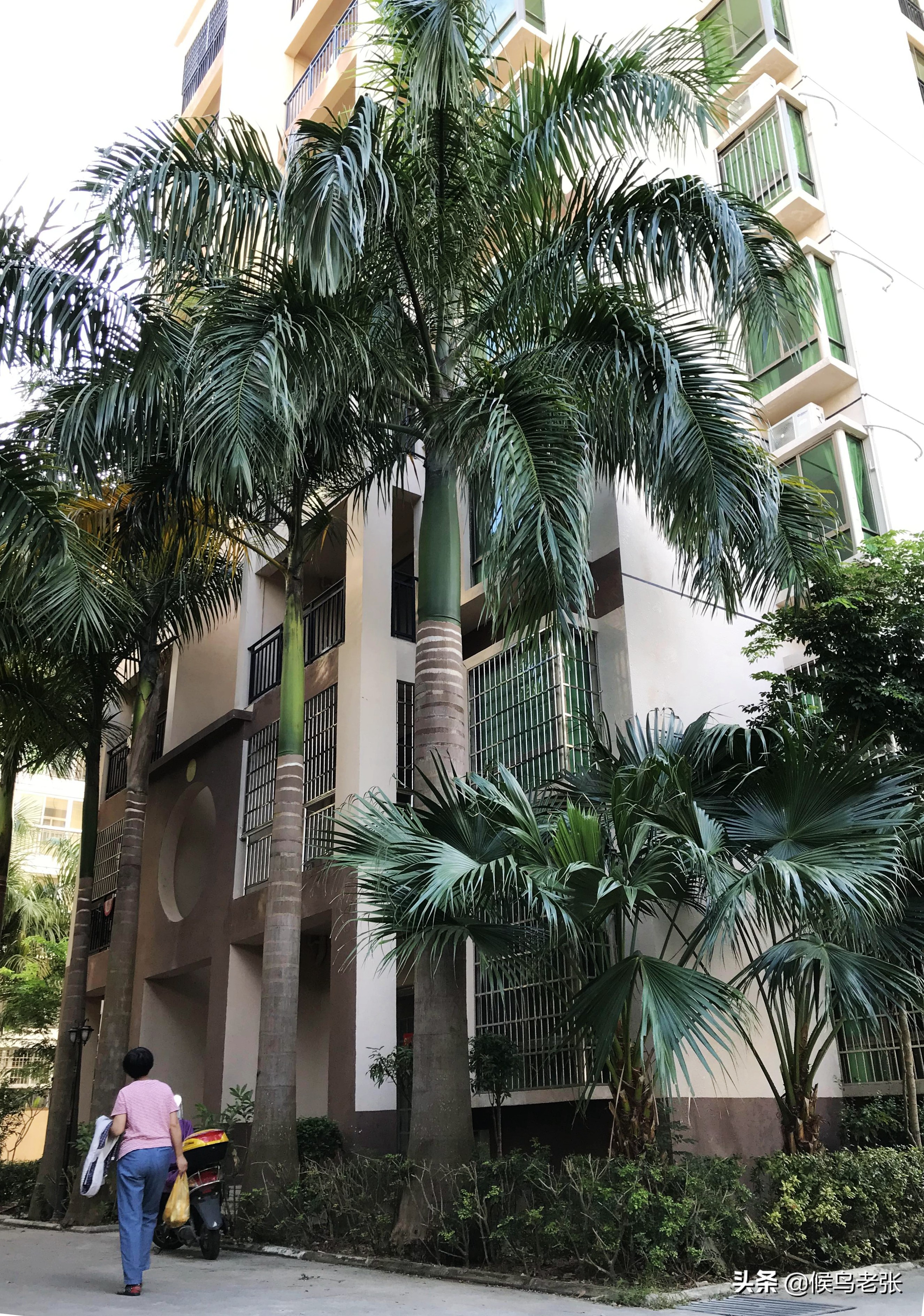 三亚的槟榔虫咬人,三亚旅游槟榔虫咬人