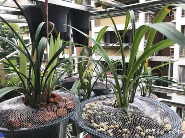 盆栽枯萎什么原因,家里的盆栽总是蔫