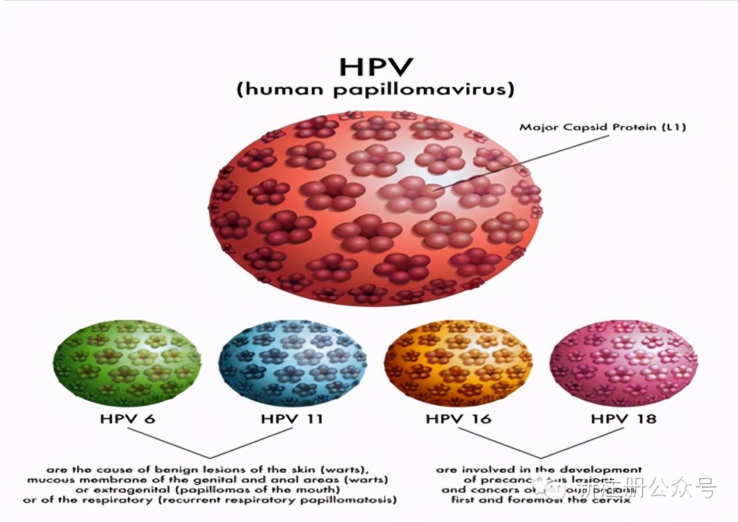 hpv何时产生抗体,hpv何时打比较适合