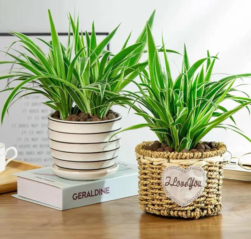 怎样养吊兰才能长得好,吊兰怎么养才能更旺盛小妙招