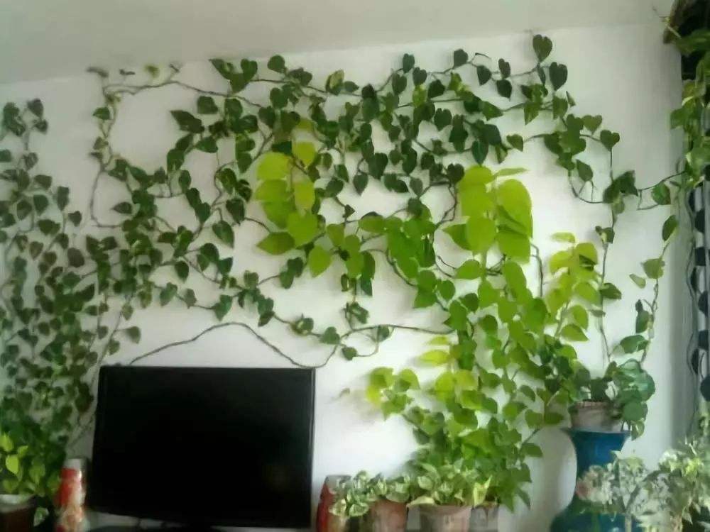 养花用阿司匹林浇花方法,啤酒加阿司匹林正确浇花使用方法