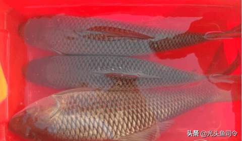 巨型鱼类印度,印度400斤巨大鱼