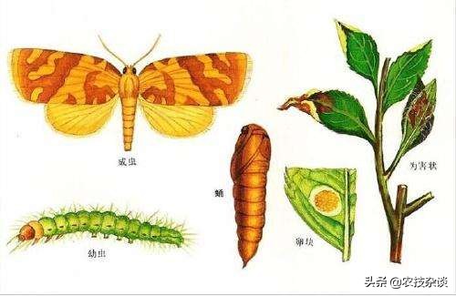苹果小卷叶蛾的各时期危害图片,卷叶蛾危害特点