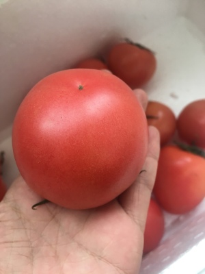 有机蔬菜种植技术大全,种植有机蔬菜怎样选择肥料