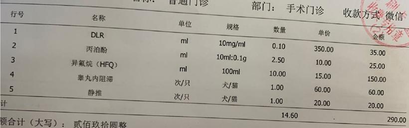 英短蓝白母猫最佳绝育年龄,英短蓝猫小奶猫的成长历程
