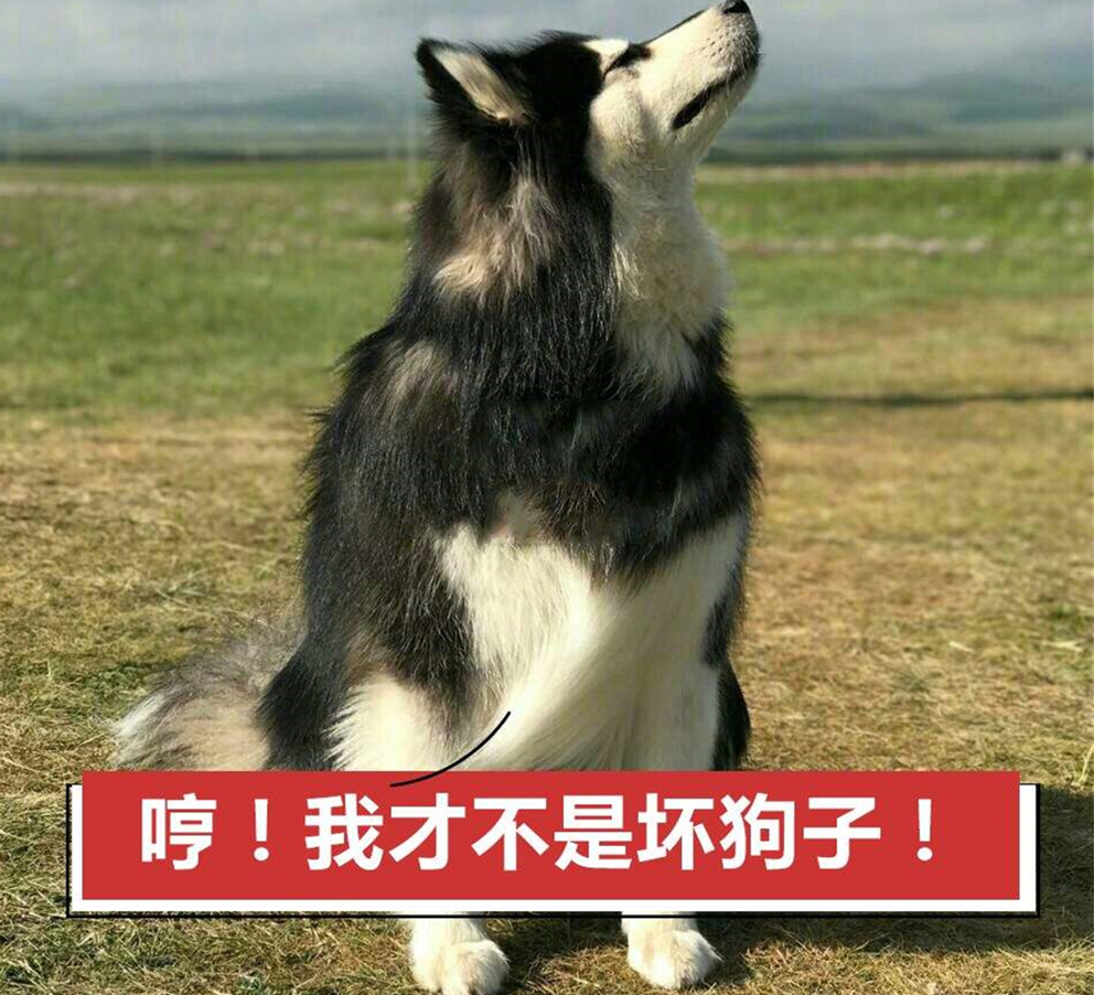 狗狗叛逆期护食,狗狗攻击性最佳矫正方法