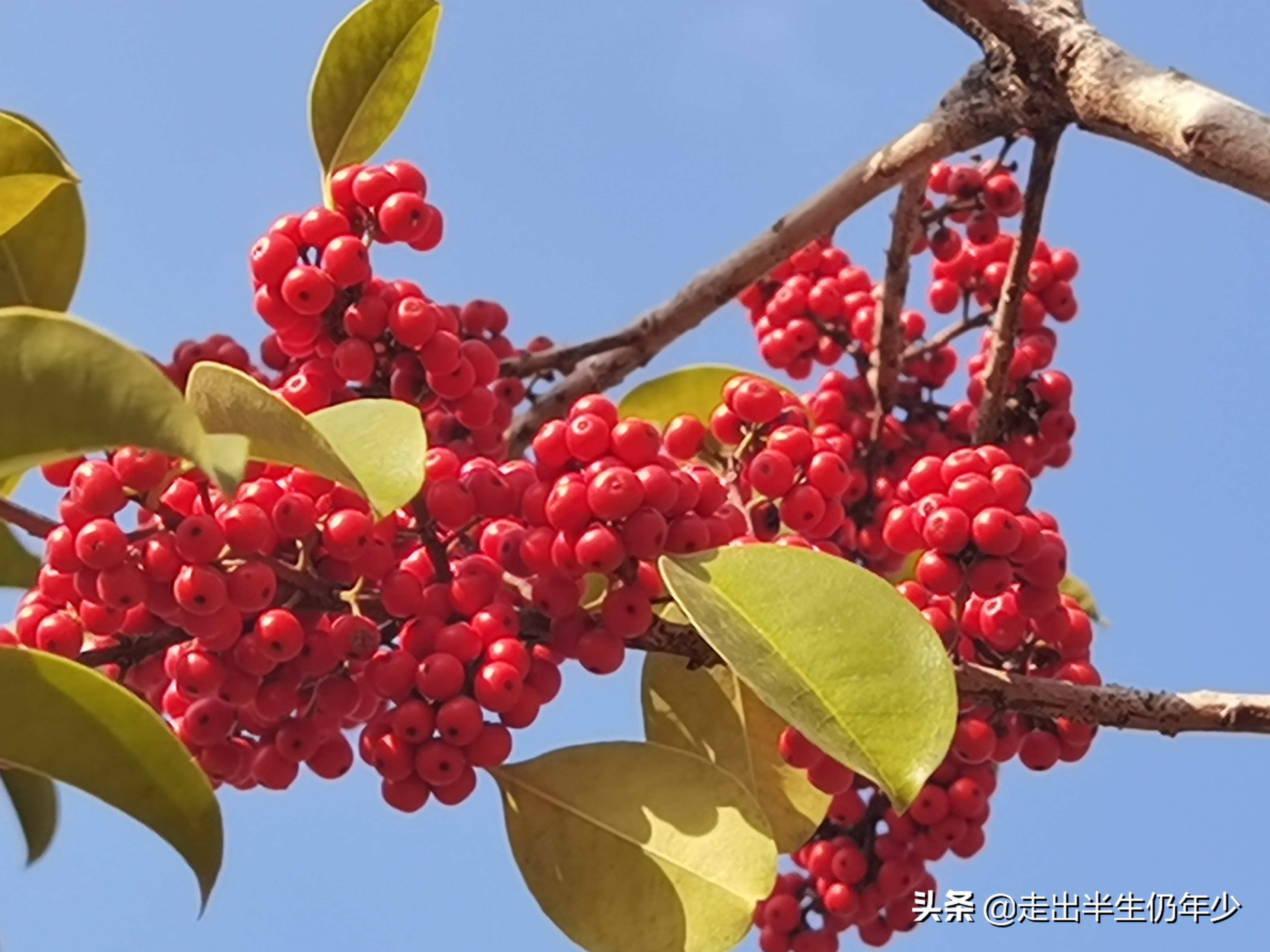 深圳足球场,深圳免费足球场