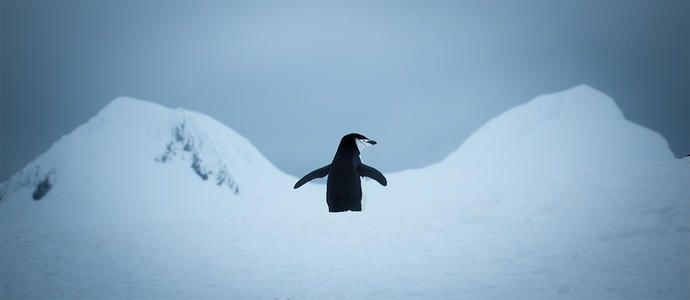 地球妈妈生病了故事,地球变暖冰川融化企鹅
