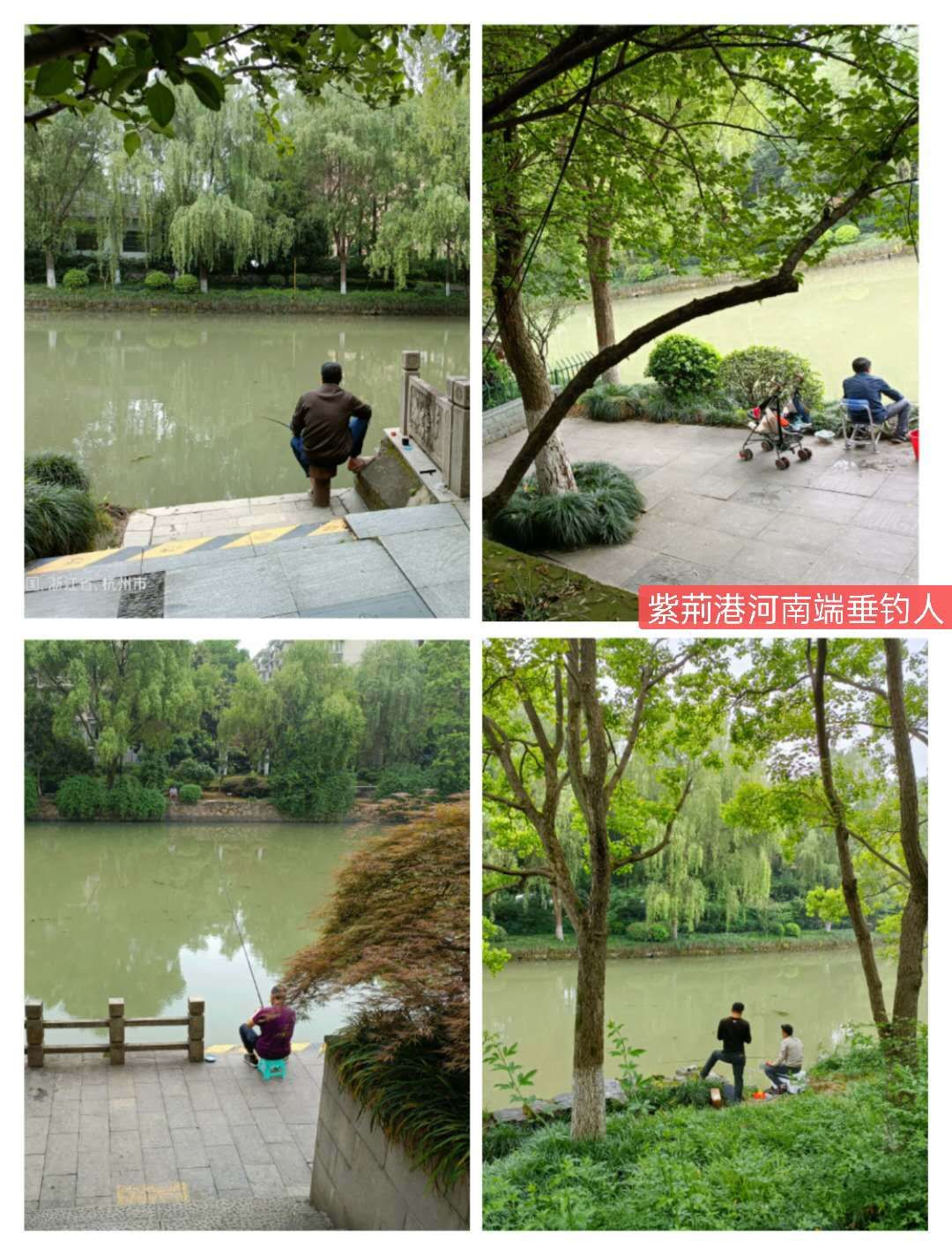 紫荊港源紫荊花紫荆港河穿八桥绿道两岸垂钓人双手活柯野生甲鱼