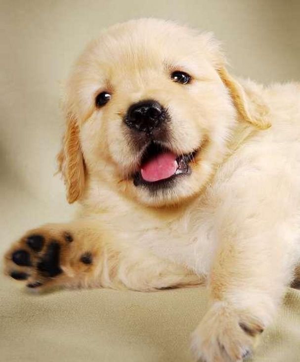 宠物狗品种大全集金毛,宠物狗集市金毛