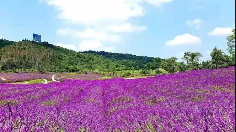 清远七天玩乐,清远一日游最佳景点一览表最新