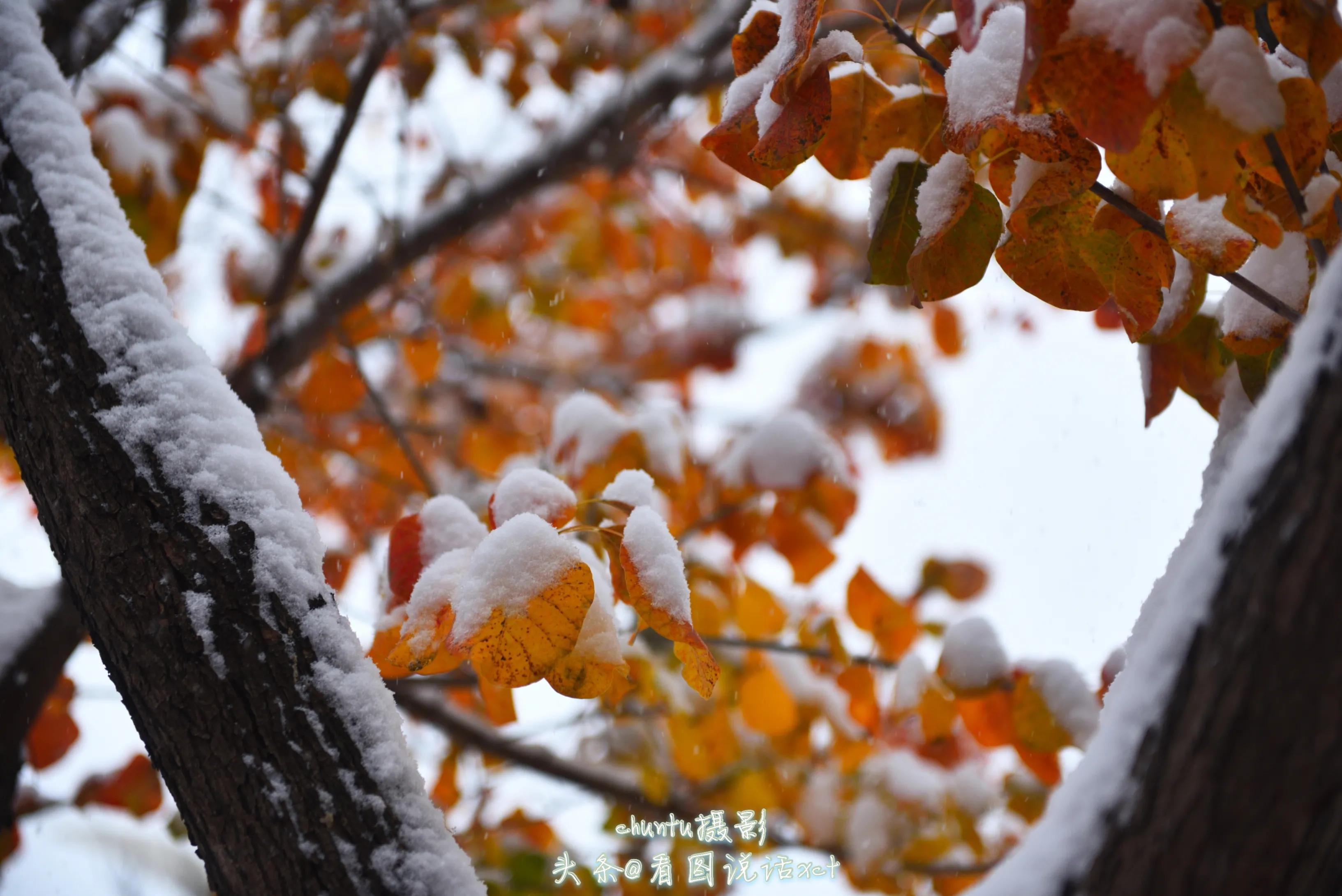 青龙下雪的情景,青龙县今天下雪了吗
