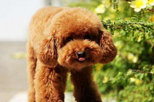 母泰迪比较乖的表现是什么,你家泰迪有这6个表现