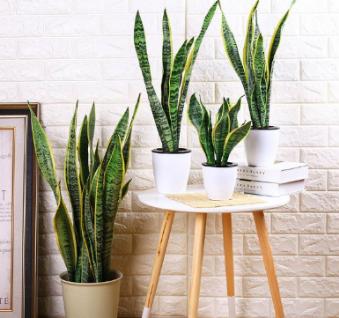 甲醛克星植物排行榜最新,甲醛最怕三个克星植物